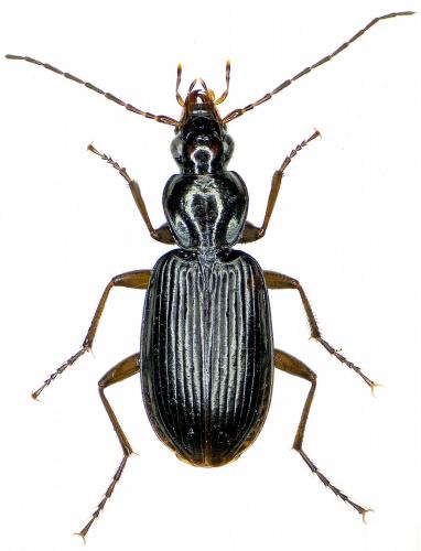Réf. 188 027 : Platynus livens